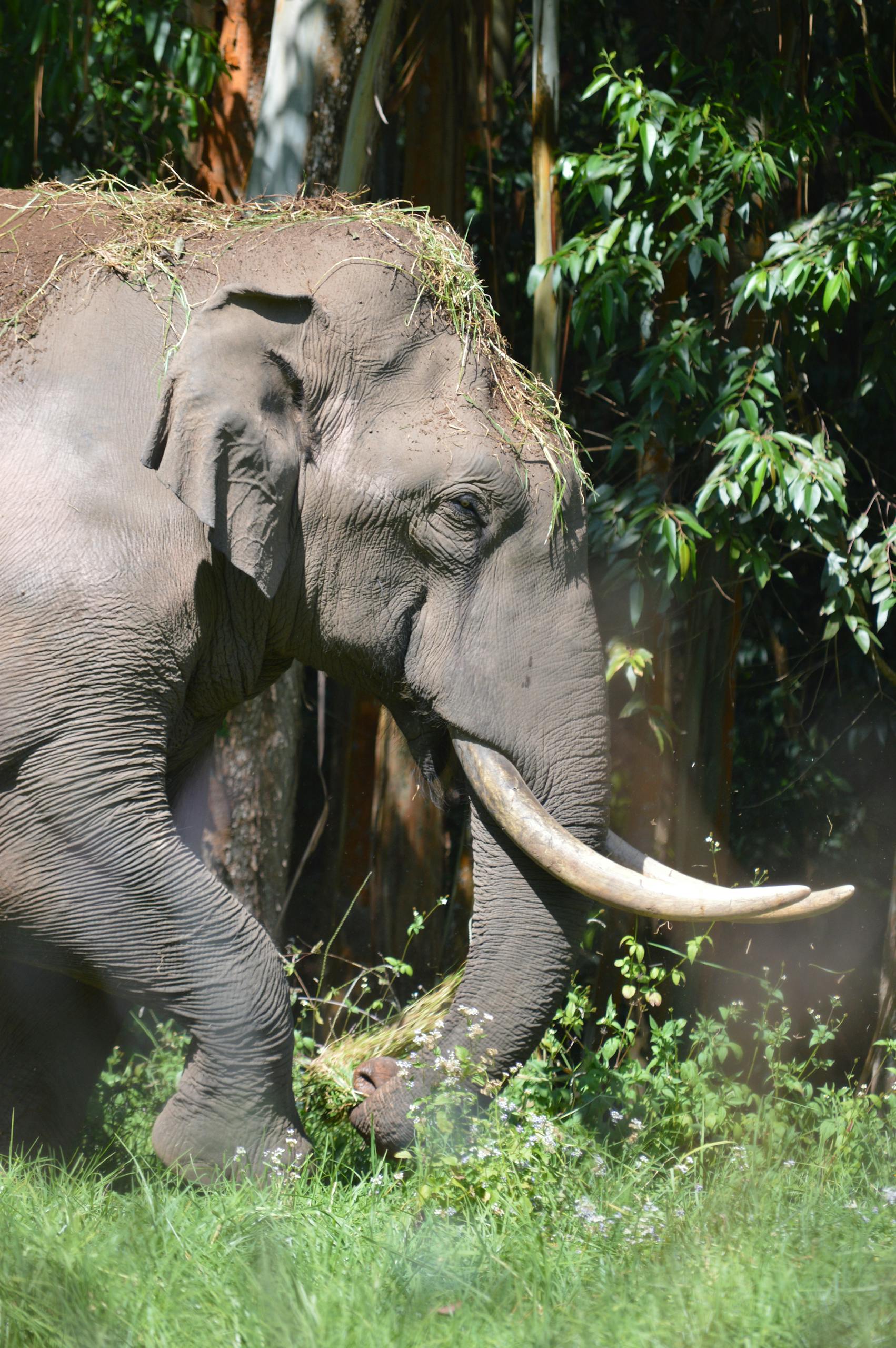 Close-up of an Asian elephant in Kerala's tropical jungle, showcasing its majestic presence.