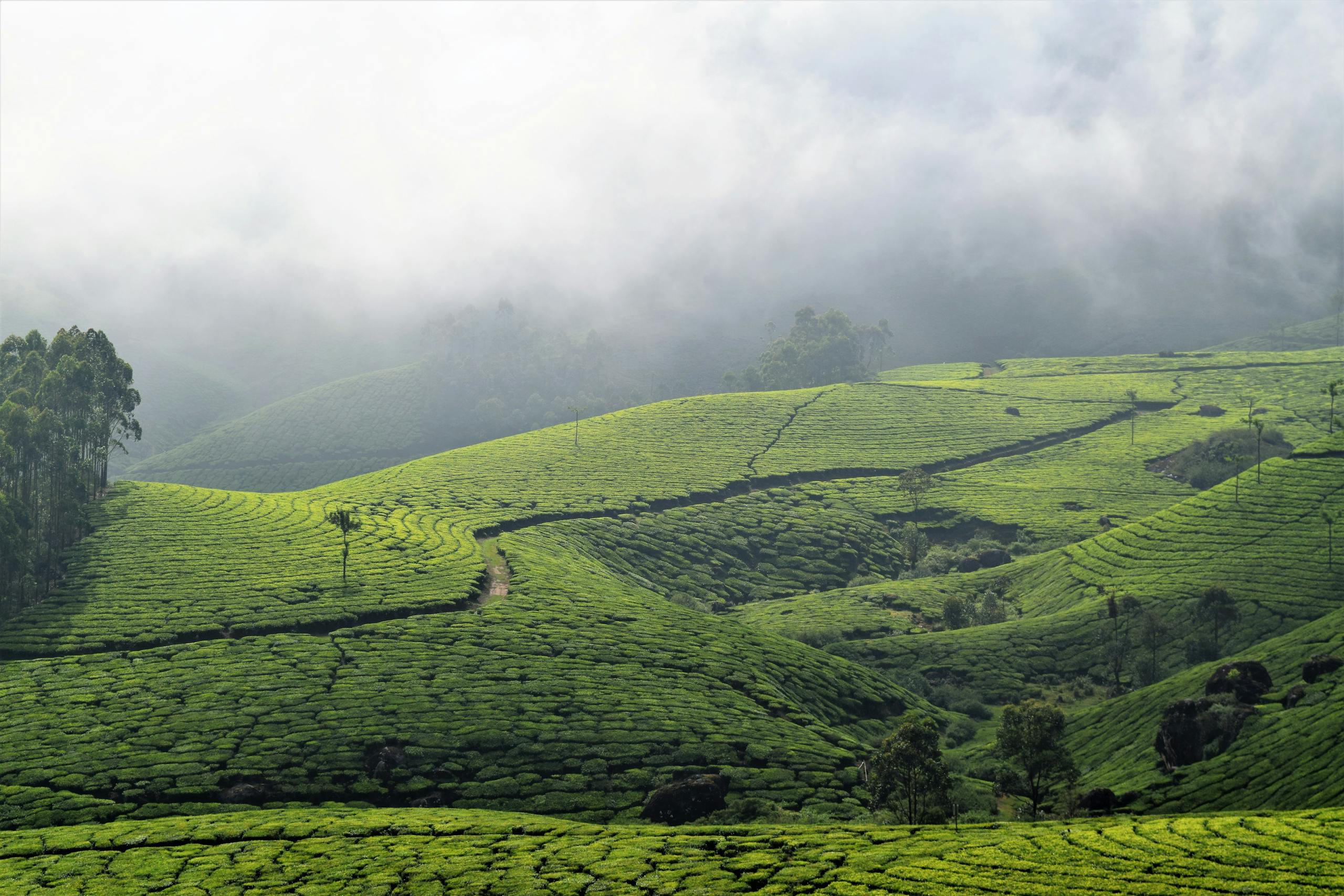 Picturesque view of bright green valley on hills with narrow wavy pathway near growing trees under cloudy sky in mist in countryside