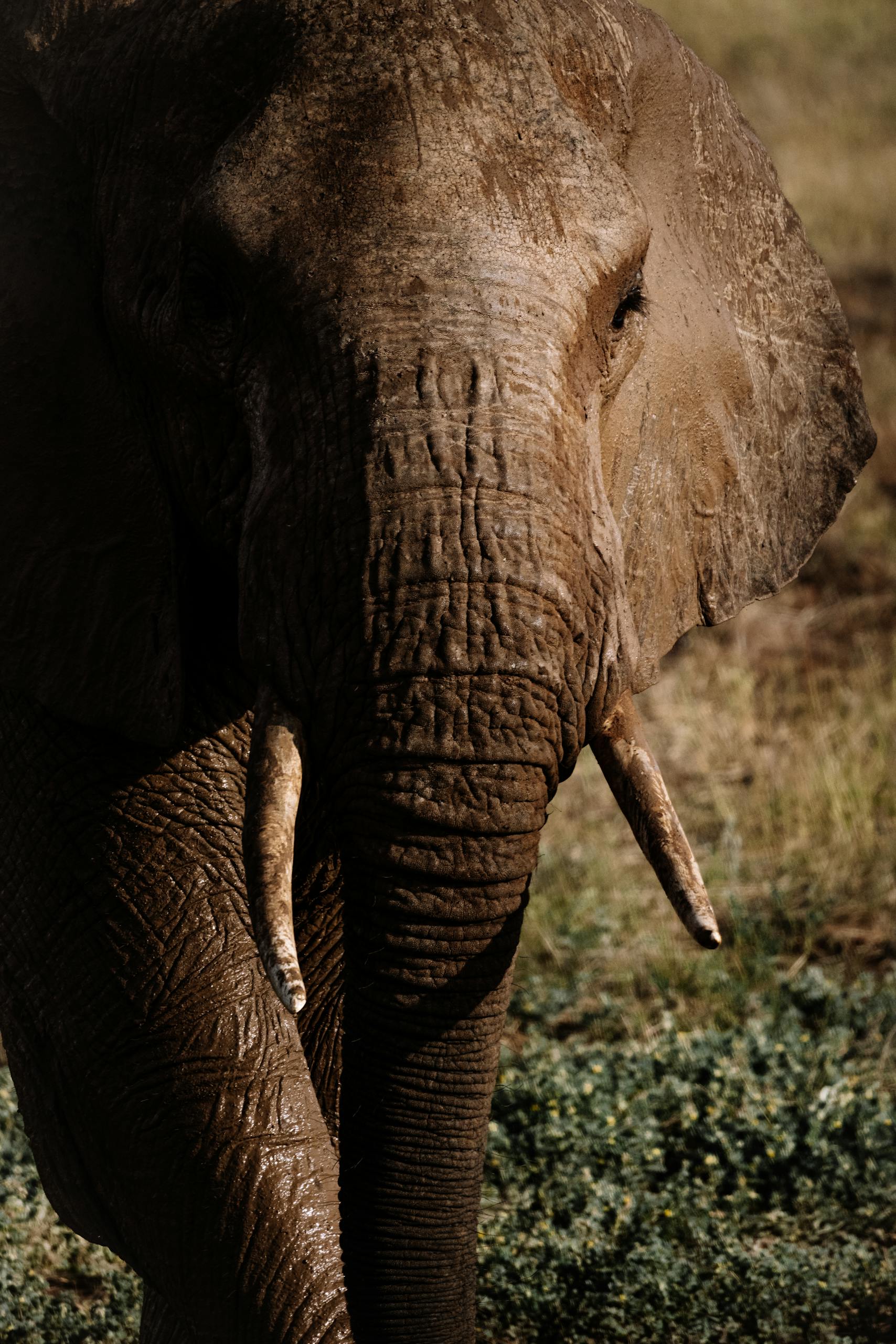 Detailed close-up of an African Elephant in natural habitat, showcasing texture and majesty.