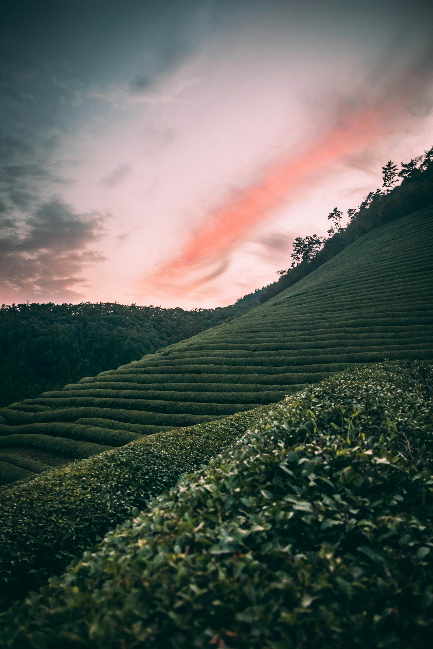 Explore the serene beauty of South Korea's lush tea plantations under a dramatic sunset sky.